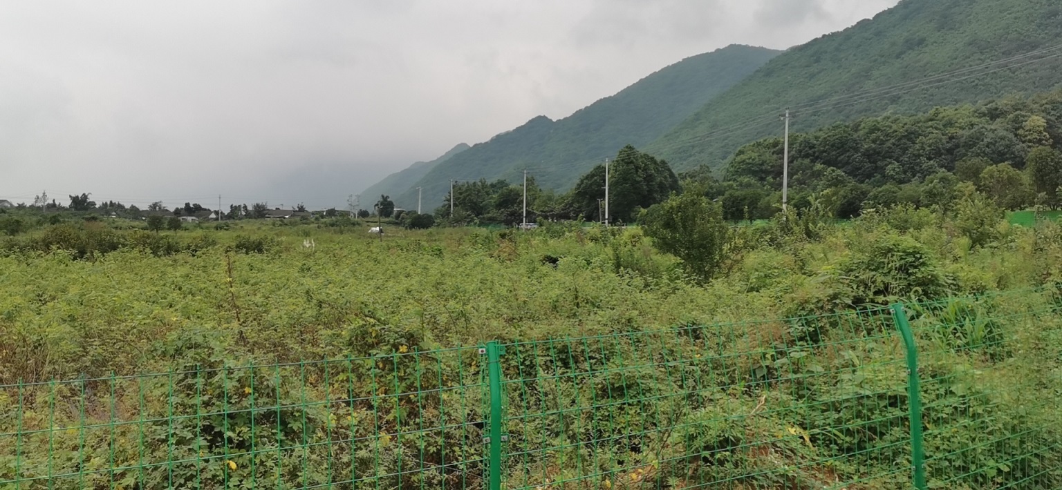 綿竹市玫瑰公園旅游區(qū)商住建設用地使用權(quán)拍賣